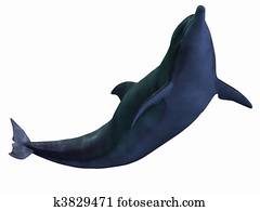 Dolphin Dolphin
