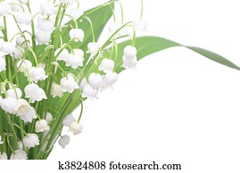 Lily of the valley Lily of the valley