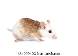 Natal multimammate mouse, mastomys natalensis, on white Natal multimammate mouse, mastomys natalensis, on white