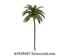 ヤシの木 イラストレーション 1000 ヤシの木 ストックアート Fotosearch