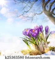 art spring flowers art spring flowers