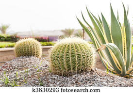 cactus cactus