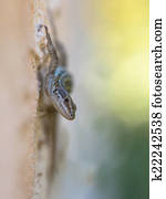 Green Italian Wall Lizard