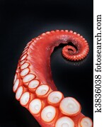 Octopus Octopus