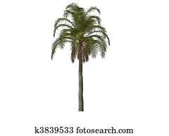 Palm Tree Palm Tree