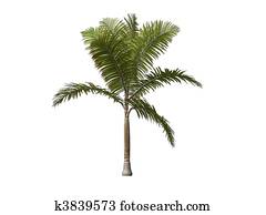 Palm Tree Palm Tree