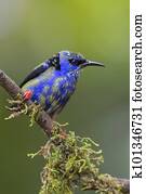 Red-legged Honeycreeper - Cyanerpes cyaneus
