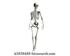 Skeleton Skeleton
