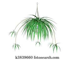Spider Plant Spider Plant
