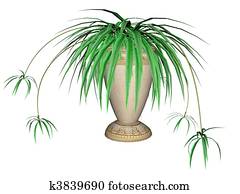 Spider Plant Spider Plant