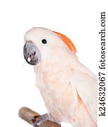 The salmon-crested cockatoo on white