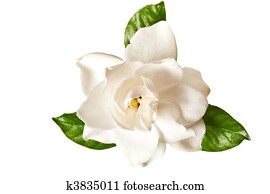 White Gardenia Blossom Isolated
