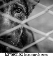 Abandoned dog Abandoned dog