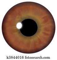 Brown Eye Iris Brown Eye Iris