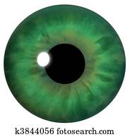 Green Eye Iris Green Eye Iris