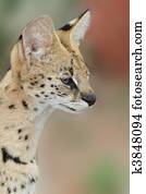 Serval katze Serval katze
