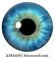 עין כחולה, קשתית העין