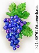 ענף, של, ענבים, צייר, וואטארכולור