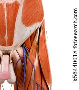 人間の鼠径部 イラスト 119 人間の鼠径部 画像 Fotosearch