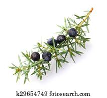 Juniper berries Juniper berries