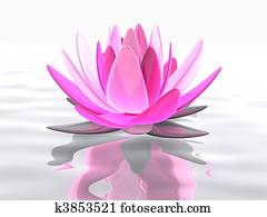 lotus flower lotus flower