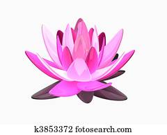 lotus flower lotus flower