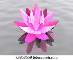 lotus flower lotus flower