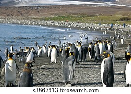 Colony of King Penguin in South Georgia