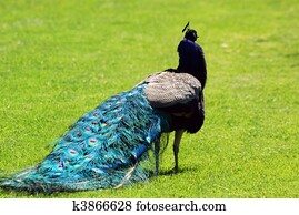 peacock peacock
