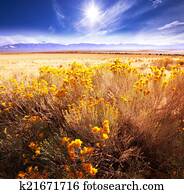 Prairie Prairie