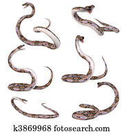 Snake-Reticulated Python Snake-Reticulated Python