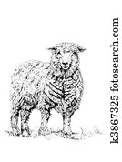 The Sheep The Sheep
