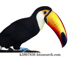 Toucan