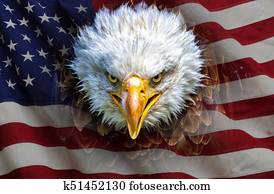 An angry north american bald eagle on american flag An angry north american bald eagle on american flag