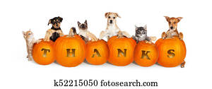 Cats and Dogs Over Thanksgiving Pumpkins Cats and Dogs Over Thanksgiving Pumpkins