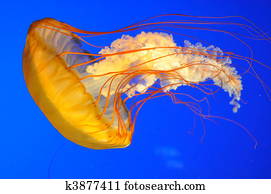 Jellyfish Jellyfish