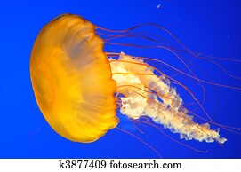 Jellyfish Jellyfish