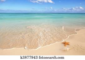 sea shells starfish tropical sand turquoise caribbean sea shells starfish tropical sand turquoise caribbean