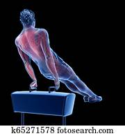 the muscle system of a gymnast the muscle system of a gymnast