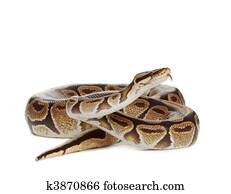 פיתון מלכותי, נחש