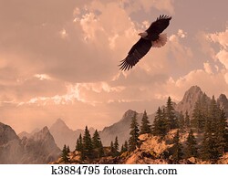 Bald Eagle Bald Eagle