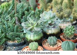 cactus cactus