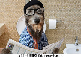 Irish wolfhound dog in a toilet Irish wolfhound dog in a toilet