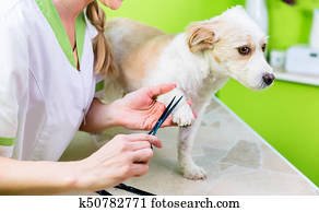 Manicure for dog in pet grooming salon Manicure for dog in pet grooming salon