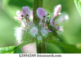 Motherwort Flower Motherwort Flower