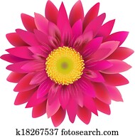 Pink Gerbera