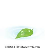 Single green leaf over the water 