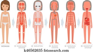 Female figure with skeleton and body parts visible Stock ...