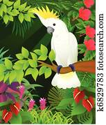 cockatoo cockatoo