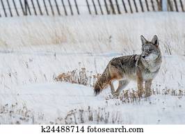 Coyote Winter Hunt Coyote Winter Hunt